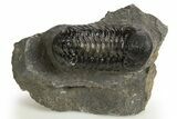 Detailed Austerops Trilobite - Ofaten, Morocco #325980-3